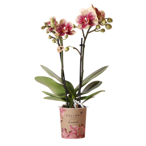 Spain orchidee geel rood